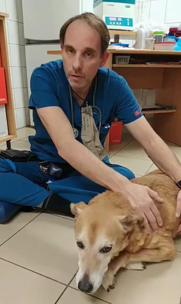 Mit jelent a szilveszter az állatoknak?